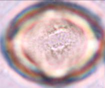 diversifolius